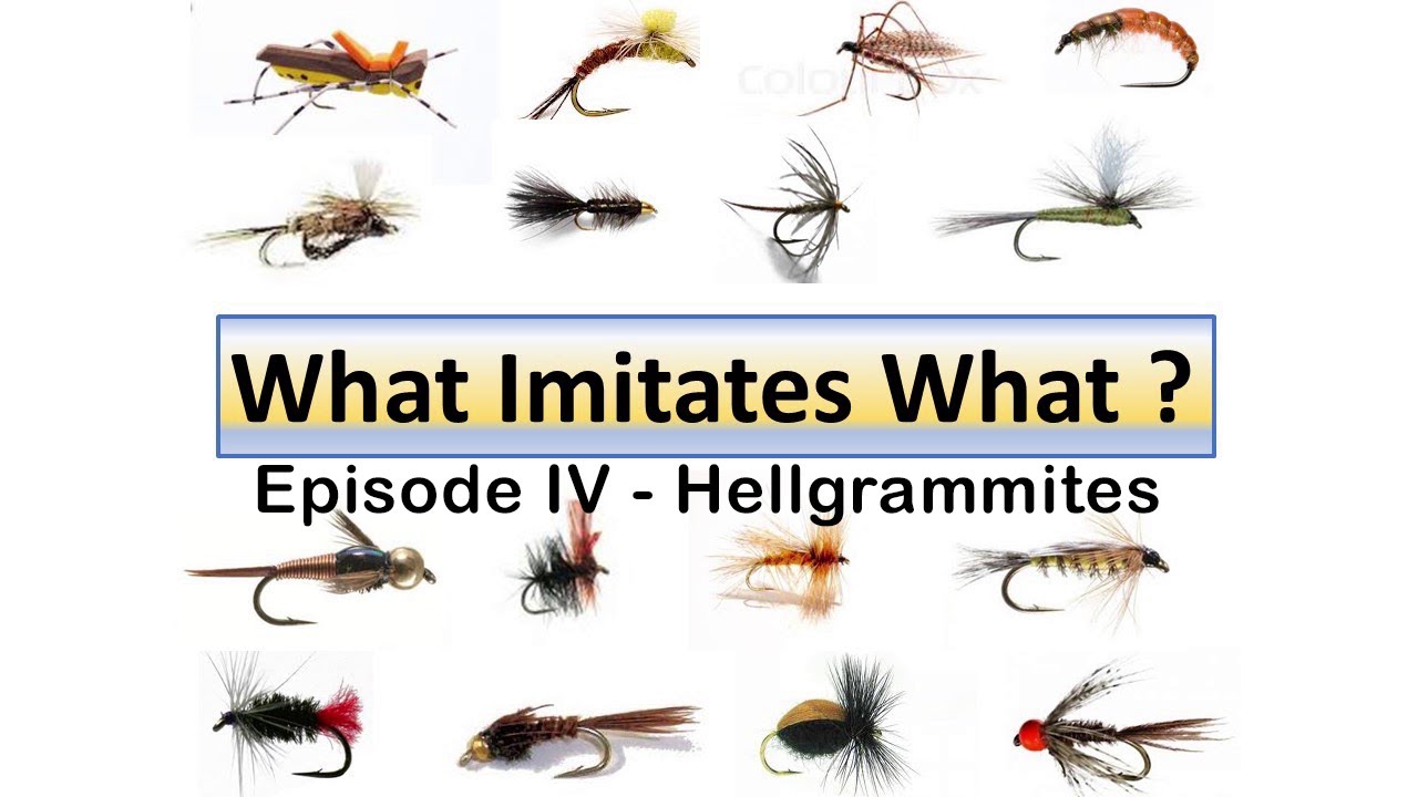 What Imitates What Episode 4: Hellgrammites - What Imitates What