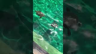 В пруду, как всегда, все спокойно #mexico #travel #природныепейзажи #cancun