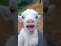 Cute Goat Funny Video Ejgfkgf Got Cute بره خوشگل کیوت 