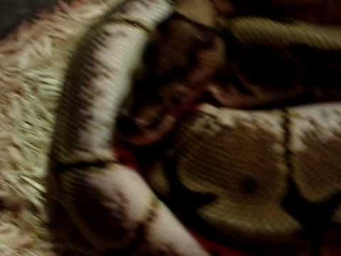 Spider Ball Python