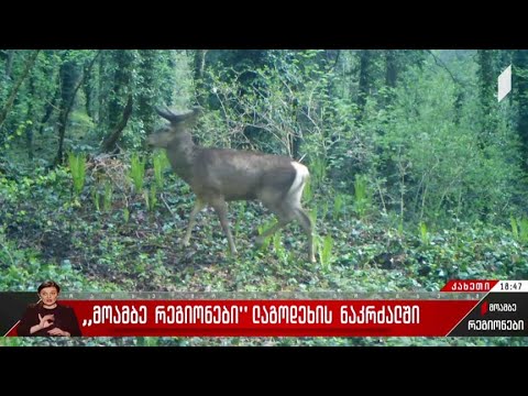 „მოამბე რეგიონები“ ლაგოდეხის ნაკრძალში