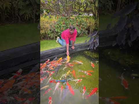 An animal's eyes have the power to speak a great language... ☎️ @ +91 7397224998