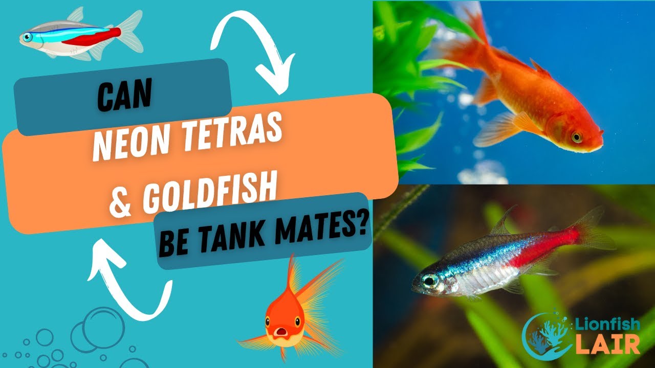 Neon Tetra - for sale at Aquarium Fish Depot