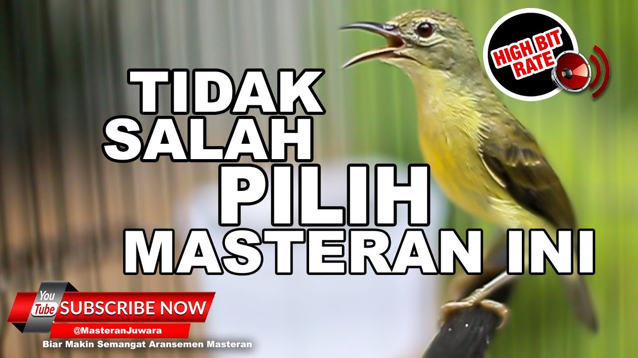🔴 Suara Masteran Kolibri Kelapa Gacor❗️ Buka Paruh Full Tembakan
