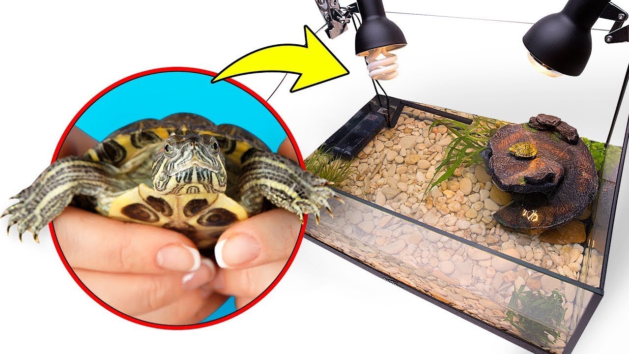 Yuk, Bangun Terarium Kura-kura Telinga Merah yang Sederhana & Terjangkau! 🐢🏝️