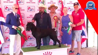 CANE CORSO Y MASTÍN NAPOLITANO 'Especializada' by TOP SHOW CANINO 844 views 3 days ago 15 minutes