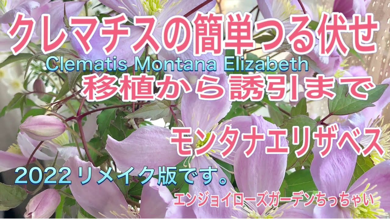 2021年のクレマチスモンタナエリザベスのつる伏せから移植、誘引までの