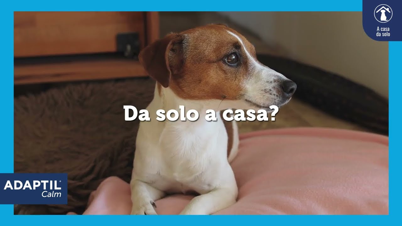 Il tuo cane rimane a casa da solo? ADAPTIL Calm 