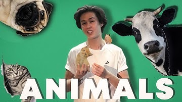 Kyrgyz Language Tutorials Episode 56: Animals