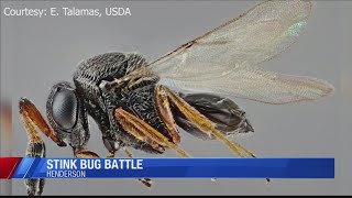 Scientists research solution to battle stink bugs