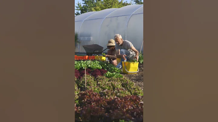 Economics of a Market Garden