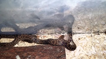 Spotted python eating