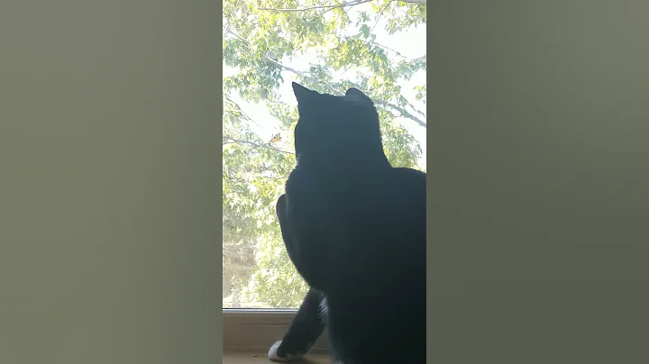 Watch the video about Tuxedo Kitty Playing with a Leaf Outside the Window ᓚᘏᗢ