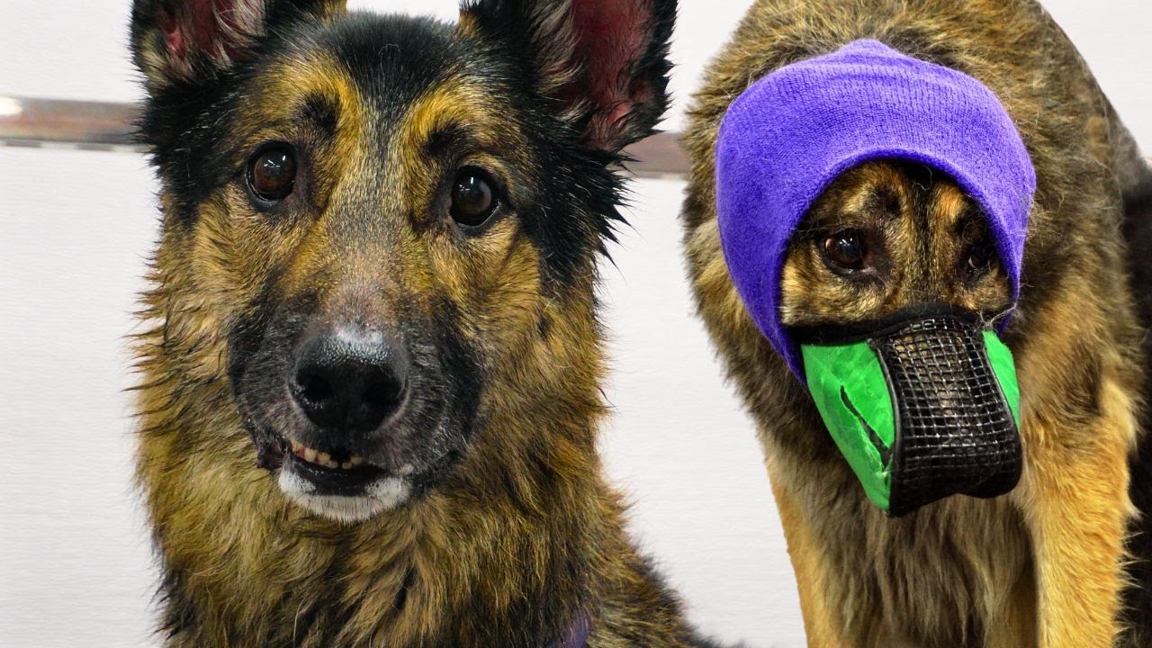 Why groomers refuse your German Shepherd