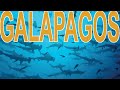 Best of diving in Galápagos (HD) - Luxueuses plongées aux Galápagos