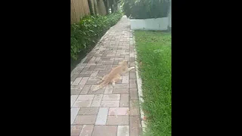 Ginger Dragging Herself after Car Accident