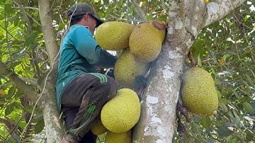 Cưa cây mít với cây xoài , Ở thoại sơn , An Giang .Cưa cây kỷ thuật cao