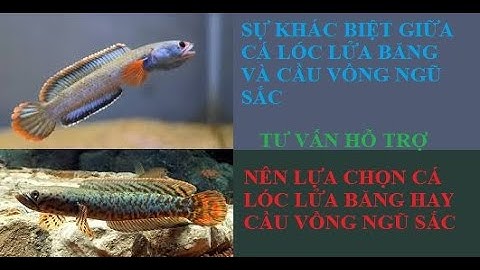 Cá cảnh An An | Phân biệt Cá Lóc Lửa Băng và Cầu Vồng Ngũ Sắc ( Channa Bleheri ) | Cá Lóc Kiểng