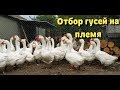 Отбор гусей в племенное стадо//Линдовские гуси