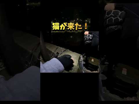 可愛すぎた海賊にゃん#fishing #釣り