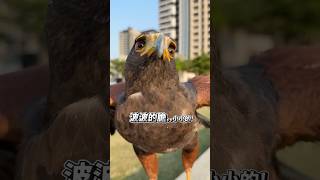 膽小的鷹寶！波波到底被什麼嚇到了？| 波氏家族 popofamily