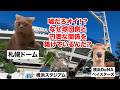 【横浜スタジアム】札幌ドームとは正反対！？DeNAに見捨てられなかったベイスターズの本拠地 #猫マニ #猫ミーム