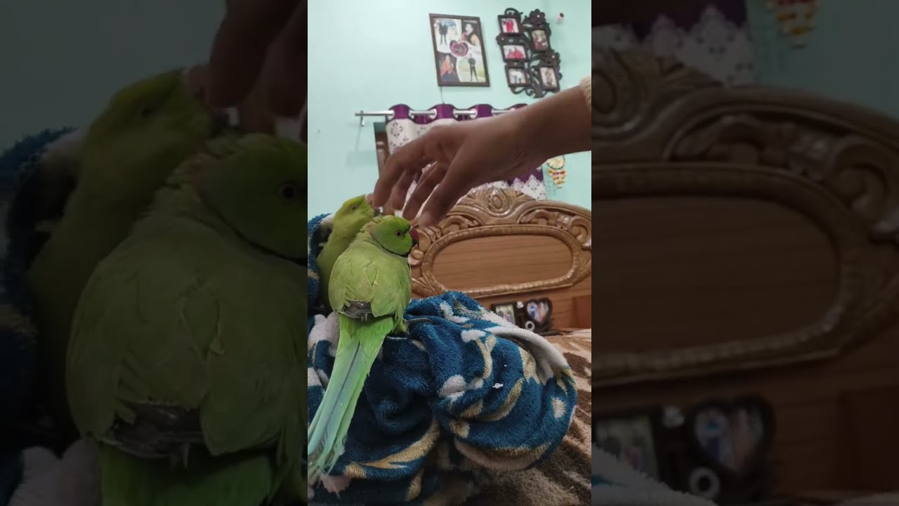 toto and koko is live