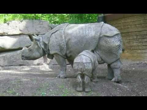 Vídeo: El Rinoceronte De Java Acaba De Extinguirse En Vietnam - Matador Network