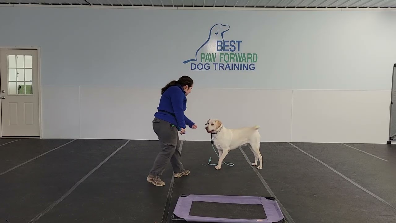Brodie the Lab Learns the “Leave It” Command | Best Paw Forward Dog Training Week 2