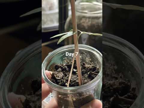 Fast growing morning