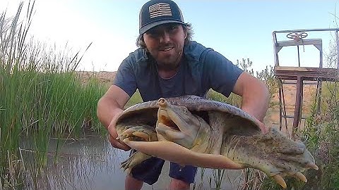 Softshell Turtle Catch, Clean, Cook!!!
