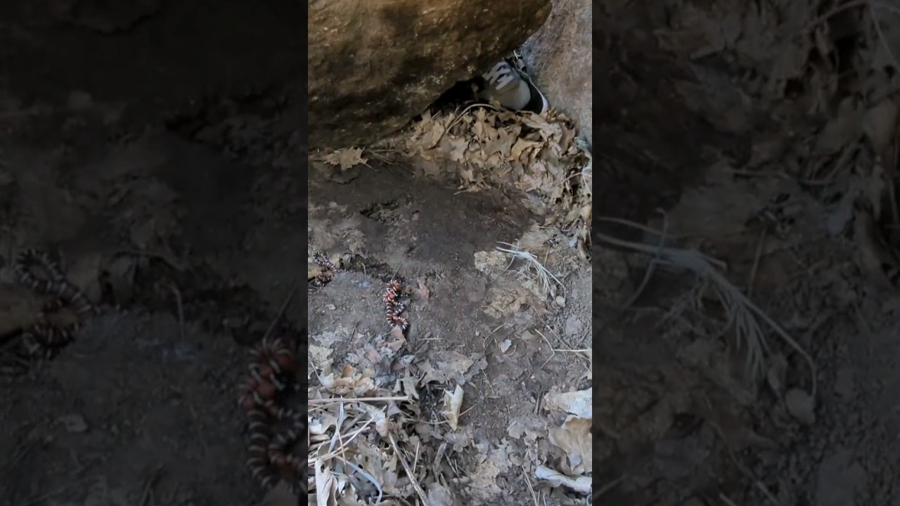 double mountain kingsnake flip 