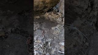 double mountain kingsnake flip #herping #snake #mountainkingsnake #wildlife