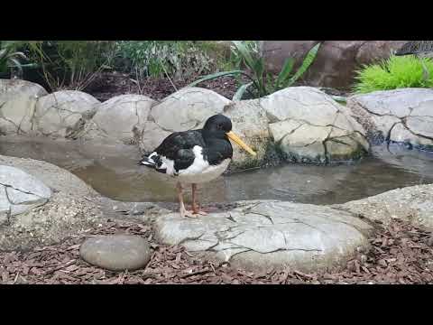 Different shorebirds in mixed enclosure