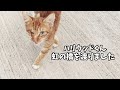 【記録】我が家にやってきた野良猫 ハリウッドくんを忘れない