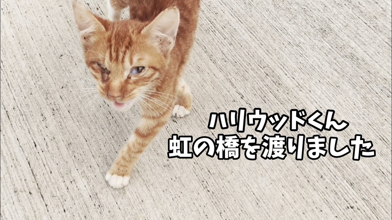 【記録】我が家にやってきた野良猫 ハリウッドくんを忘れない