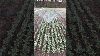 Як ваша капуста Агресор поживає?