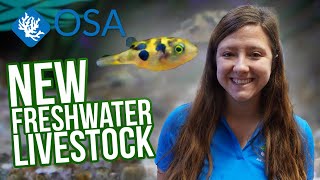 NEW Freshwater Livestock for NOVEMBER!