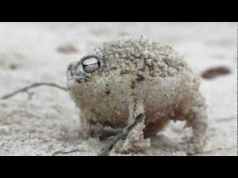 La grenouille la plus mignonne du monde - Grenouille de la pluie du désert