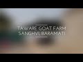 Super quality Sojat Sirohi goat farm | Visit to Rajshekhar Taware Goat Farm, Baramati