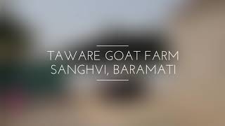 Super quality Sojat Sirohi goat farm | Visit to Rajshekhar Taware Goat Farm, Baramati