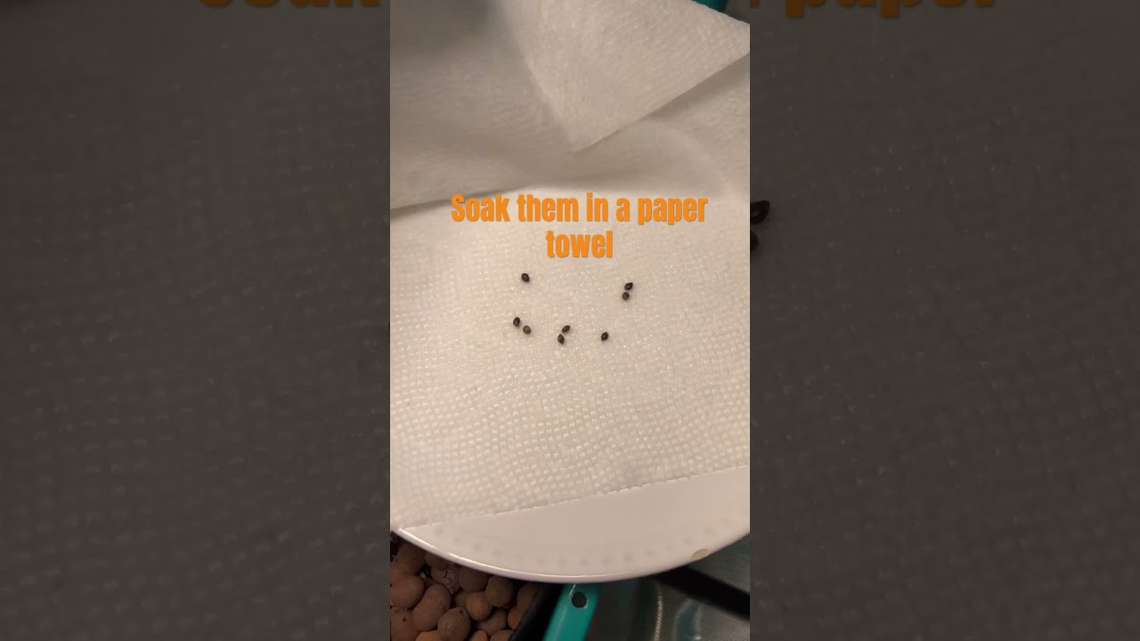 Cannabis seeds - How to Germinate Cannabis Seeds - #indoor #hydroponics #germination #cannabisseeds