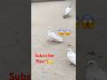 😱😱#pigeon#pigeonlaver#bird#kabootar#kabootarba#birdspecies#kabutar#kabootarloft05#populerpigeon😱