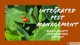 Integrated pest management for vegetable gardens