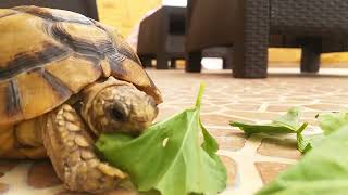 Egyptian Tortoise Eating Grape Leaves
