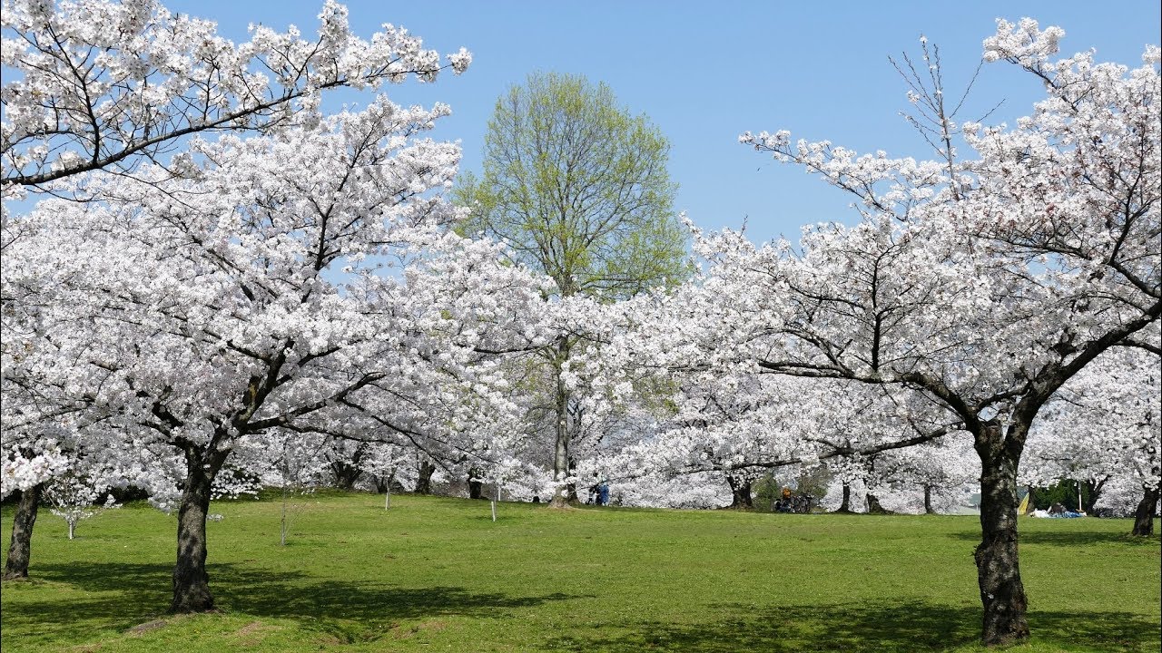 大泉緑地の桜 動画 ２０１８年３月２９日 Youtube