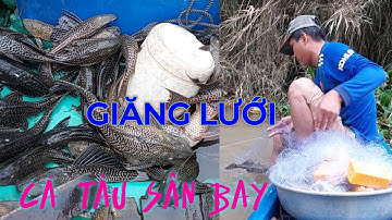 DÍNH TOÀN CÁ LAU KIẾNG -  RÁCH LƯỚI GẦN 80 LỖ QUÁ CAY