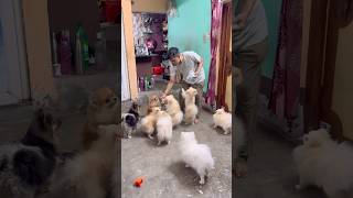 ছানারা সবাই ছানা পাগল 🥰 #dog #pets #dailyvlog