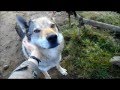 Czechoslovakian Wolfdog - puppies / Československý vlčák - štěňata