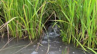 3 Hours Relaxing Water Sound • Rural Stream & Green Rice Field ASMR